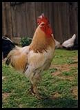 photo of a Rooster